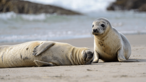 Scientists Finally Found the Truth Behind the ‘Corkscrew’ Killings of Hundreds of Gray Seal Pups