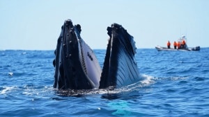 People Keep Filming Humpback Whales ‘Gaping’ in the Wild. Heres What’s Actually Happening.