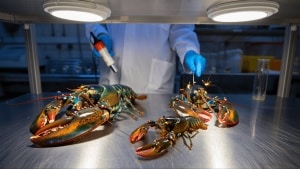 Scientists Are Electrocuting Lobsters (But There’s a Pretty Good Reason)