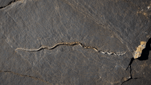 Scientists May Have Been Wrong About Earth’s Oldest Animal This Whole Time