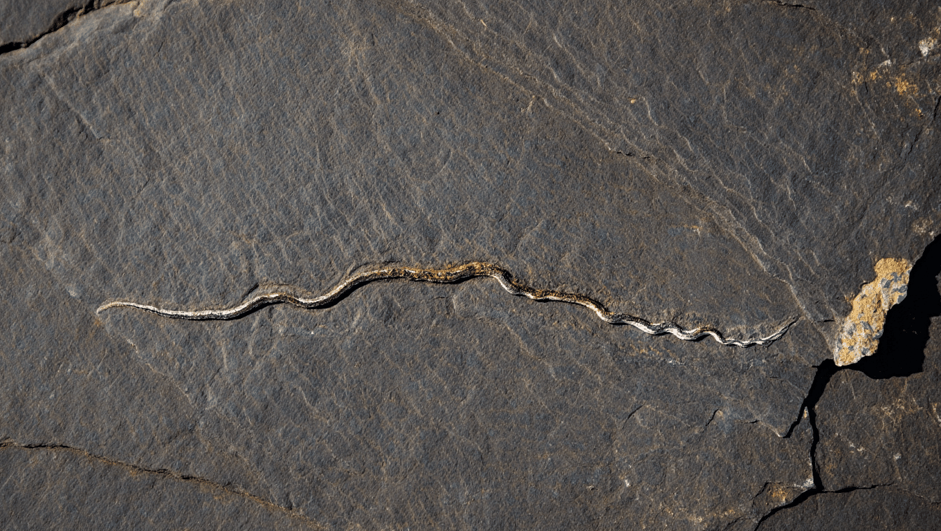 Scientists May Have Been Wrong About Earth’s Oldest Animal This Whole Time