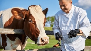 Scientists Say Cows Might Recognize Human Faces, Which Is Bad News for Grilling Season