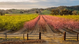 California farmers preparing to remove clingstone peach trees following the permanent closure of the Del Monte cannery in Modesto.