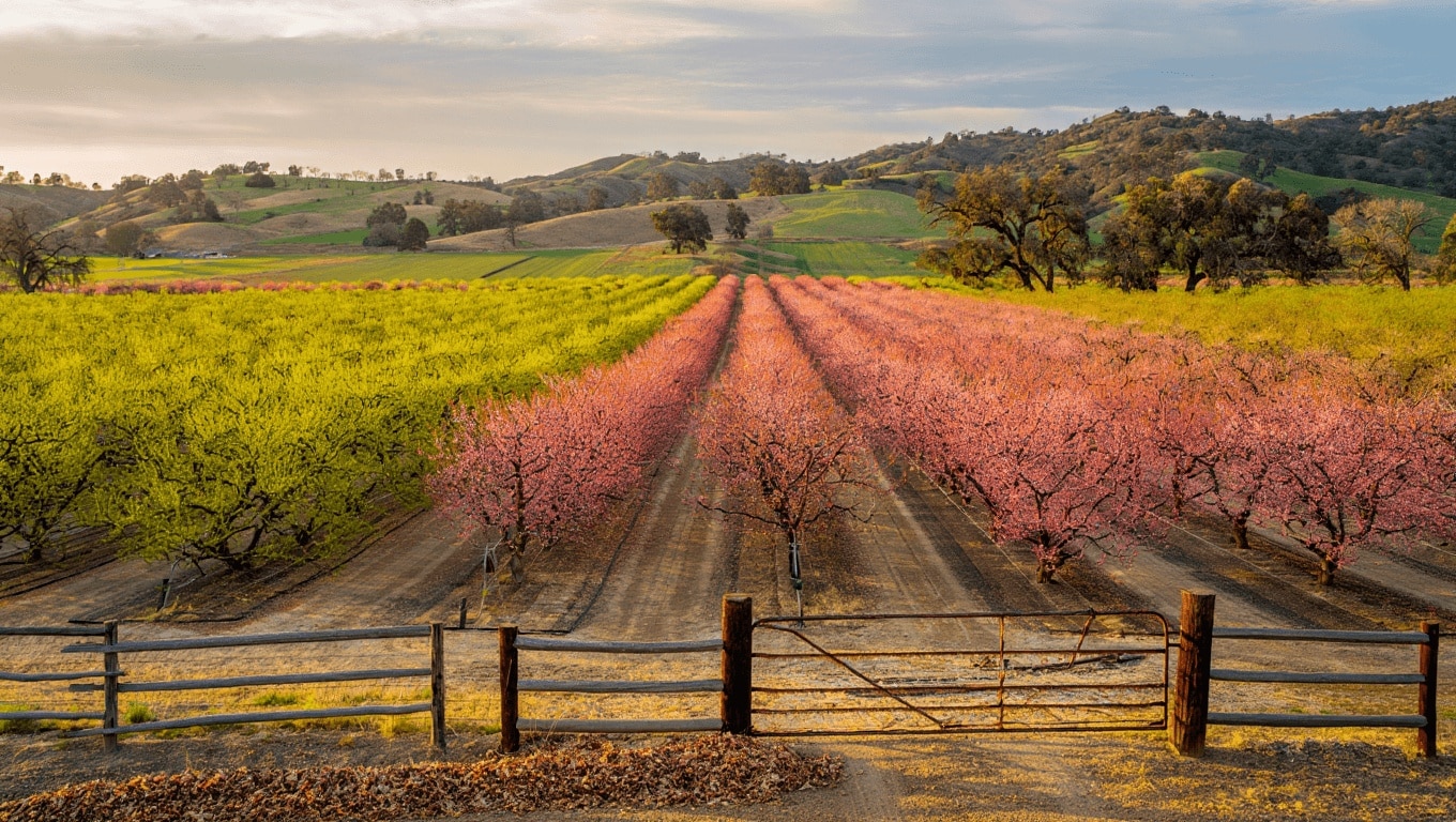 California farmers preparing to remove clingstone peach trees following the permanent closure of the Del Monte cannery in Modesto.