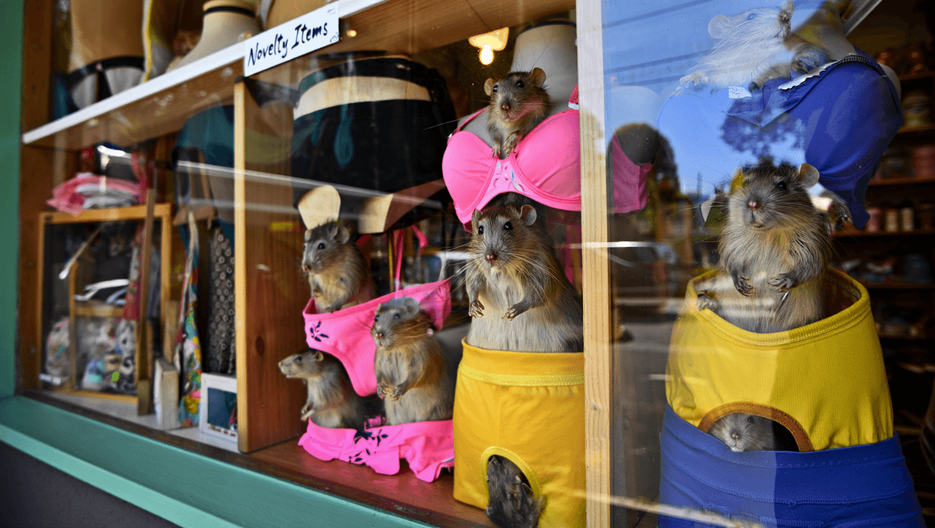 This Australian Boutique Is Selling Lingerie With Real Taxidermied Rats Sewn on the Crotch