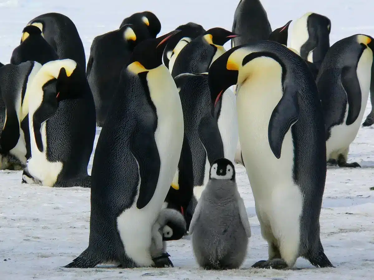 Extreme polar conditions with heavy snow, wind, and darkness affecting equipment in Antarctica